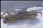 crab.jpg