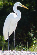 bird-watching bird-watching