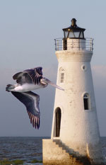 cockspur cockspur
