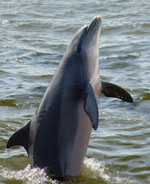 dolphin-tours dolphin-tours