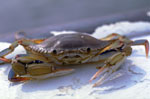 little-tybee little-tybee