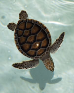 turtle-tour turtle-tour